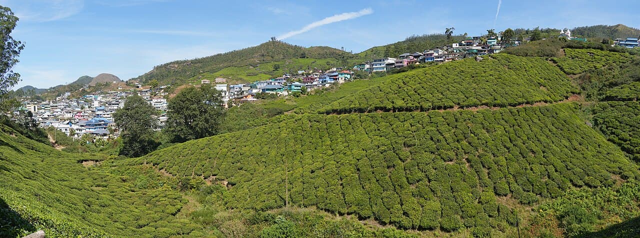 Les plantations de thé dans les collines de Munnar